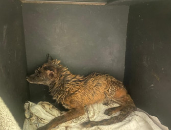 Fox stuck in oil rescued after two eyes spotted in ‘tar-like substance’ Image