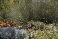 Where have all the shrubs gone? Landscape Architecture’s ‘missing middle’ Image