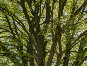 Building with sunshine: why building with timber is the smartest energy decision Image