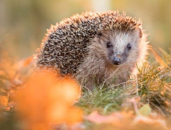 Concerns raised about animal welfare in Planning and Infrastructure Bill Image