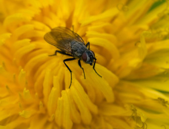 Is Your Home Summer-Ready? Modern Fly Screens Explained Image