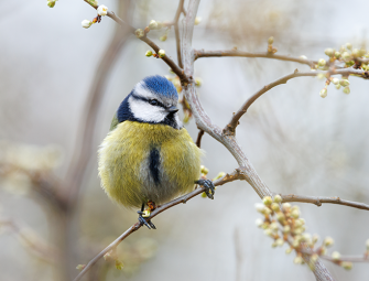 Government urged to ‘stay the course’ on BNG Image