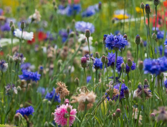 Amendments to planning bill aim to strengthen tests for EDPs Image